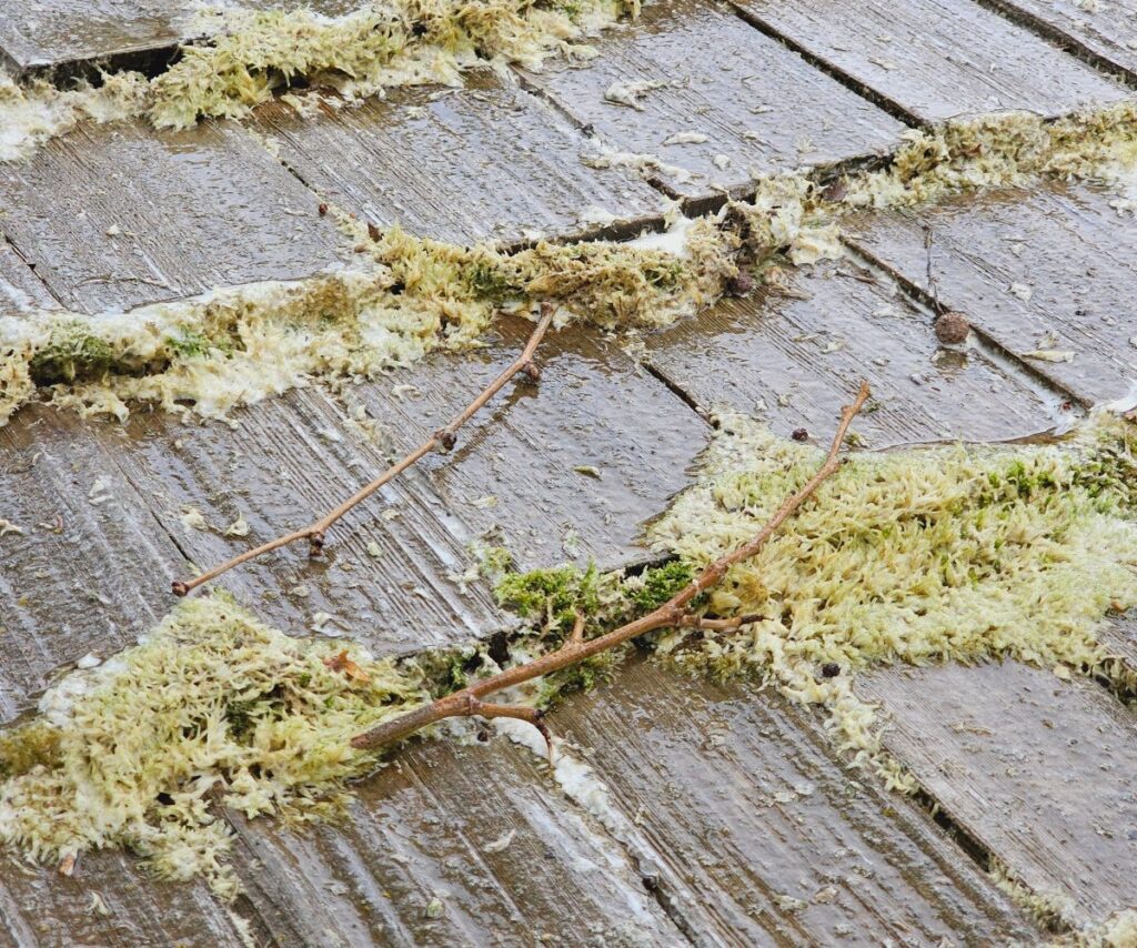 Dying moss, algae, and lichen on a cedar shake roof after application of cleaning solution