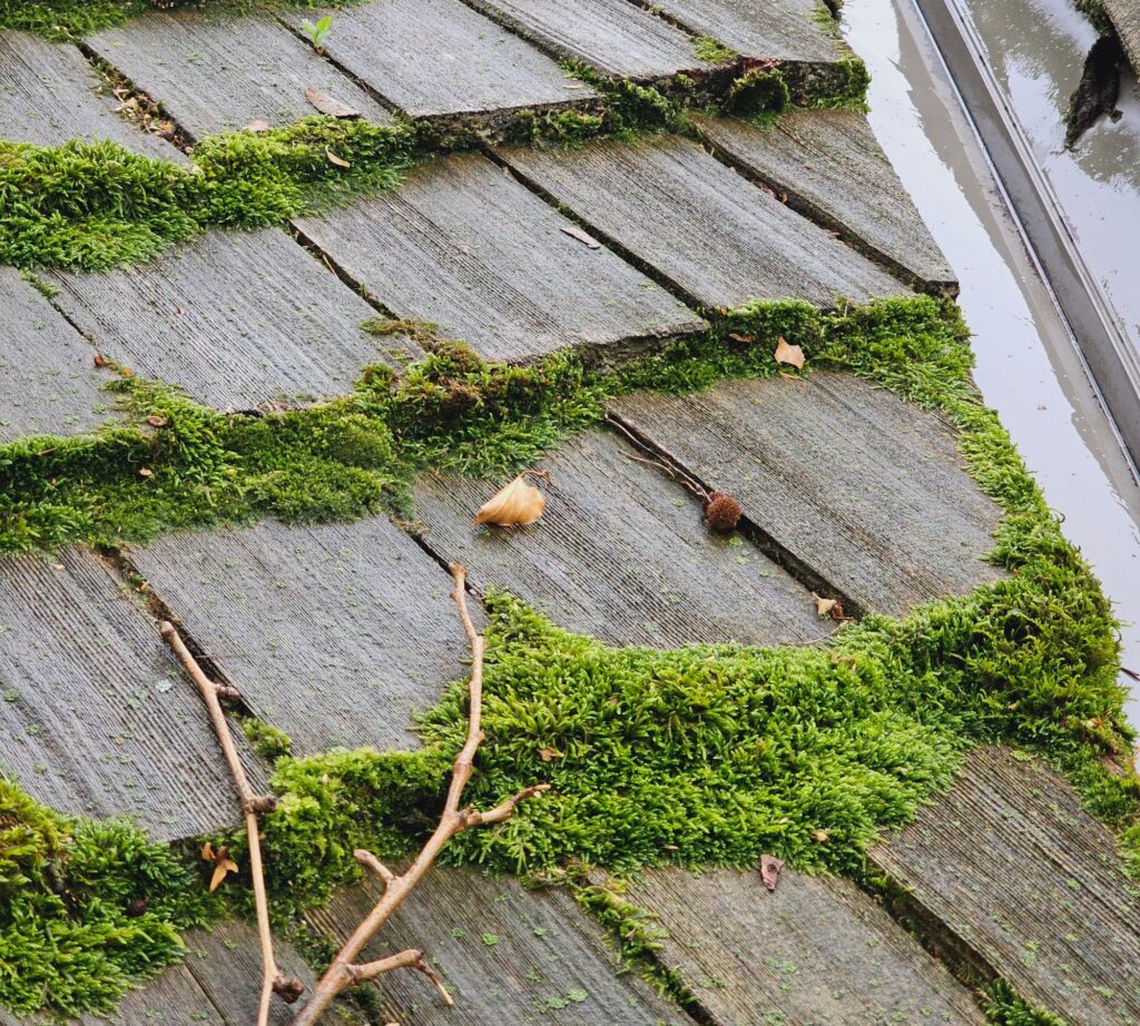 Cedar Shake Roof Maintenance: How to Prevent Moss & Algae Growth