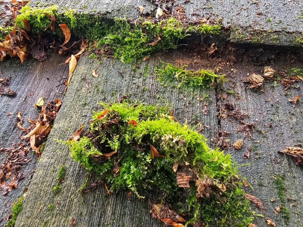 cedar shake roof with lichen, algae, and moss