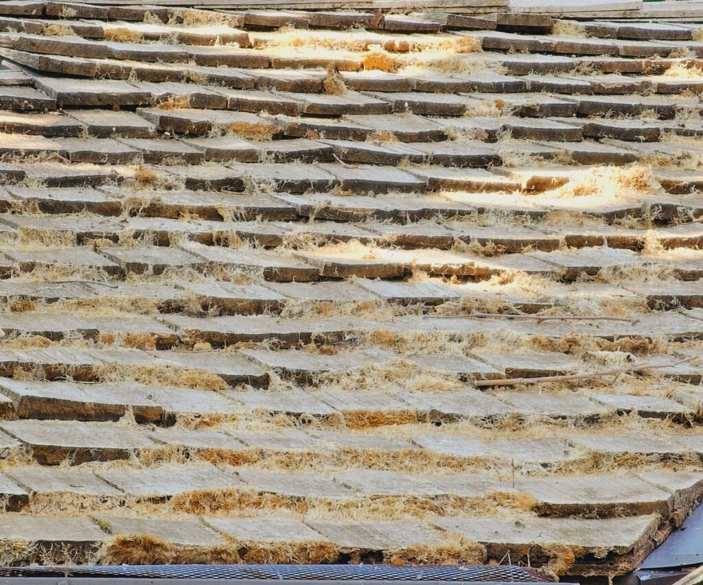 Example of dead algae and moss drying out