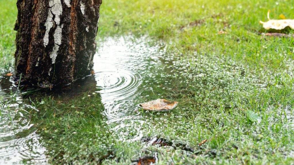 Garden bushes, tree and green grass lawn covered with water due to overflown gutter during rain