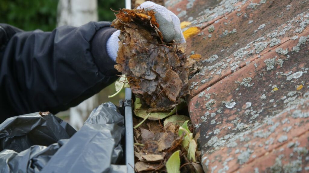 Cleaning the gutter from autumn leaves invaded with mosquitoes and pests before winter season 